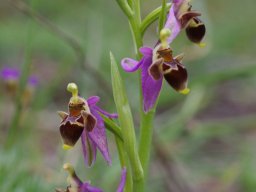 Ophrys_dodekanensis_Mont_Attavyros